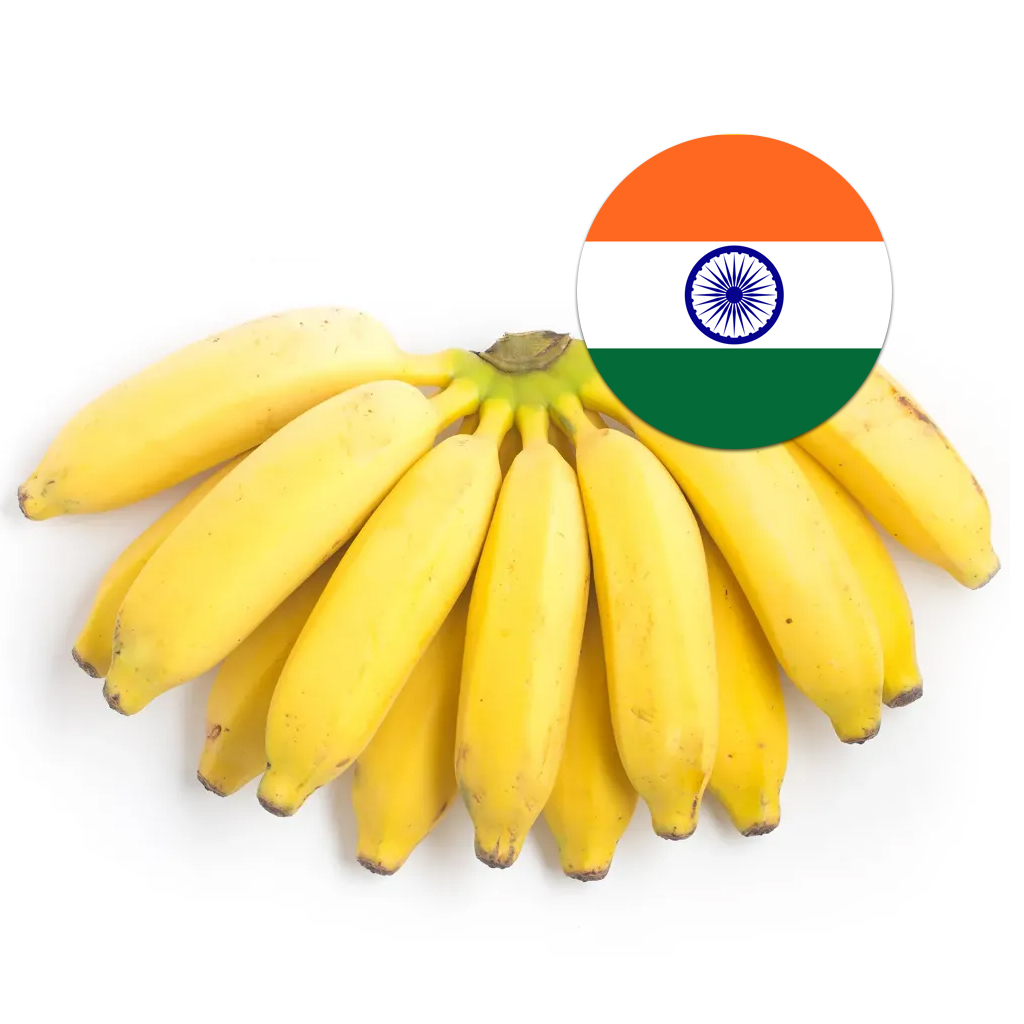 [102] Indian Banana