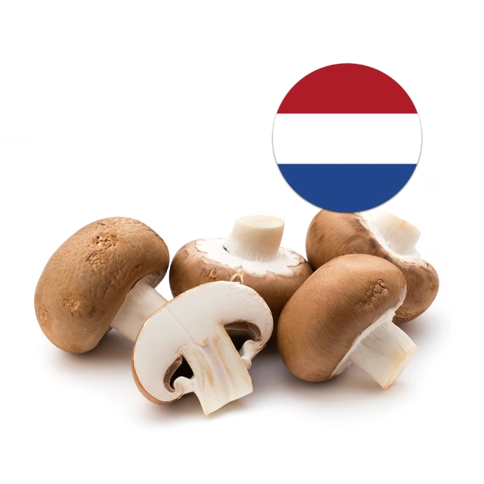 [121] Mushroom Brown Holand