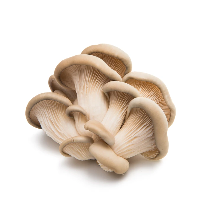 [119] Mushroom King Oyster Chi