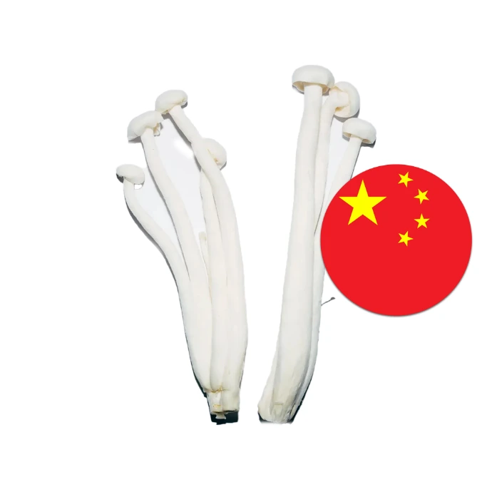 [80] Mushroom White China