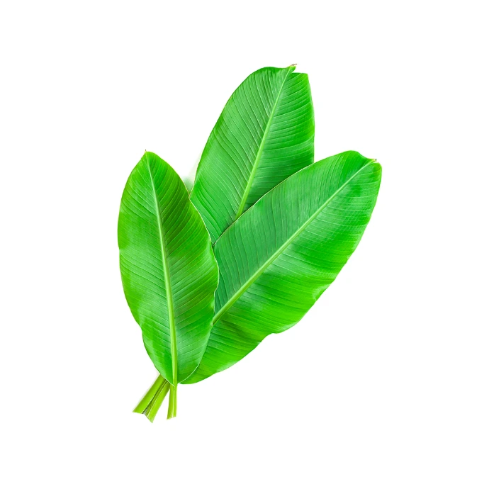 [161] Banana Leaves