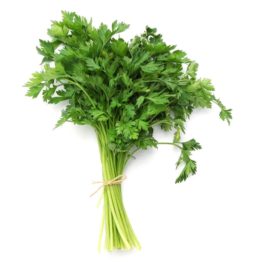[48] Coriander Leave