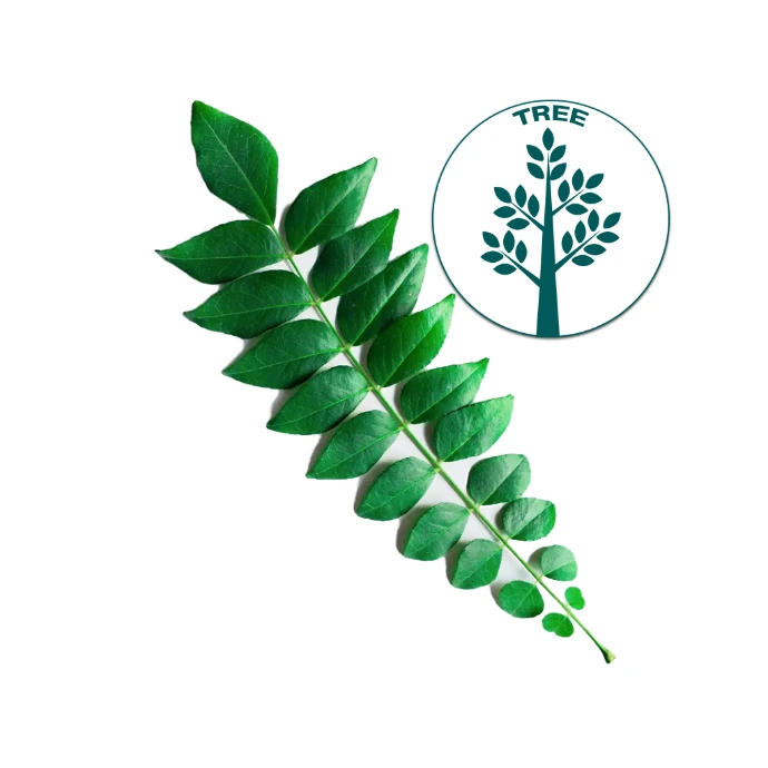 [45] Curry Tree
