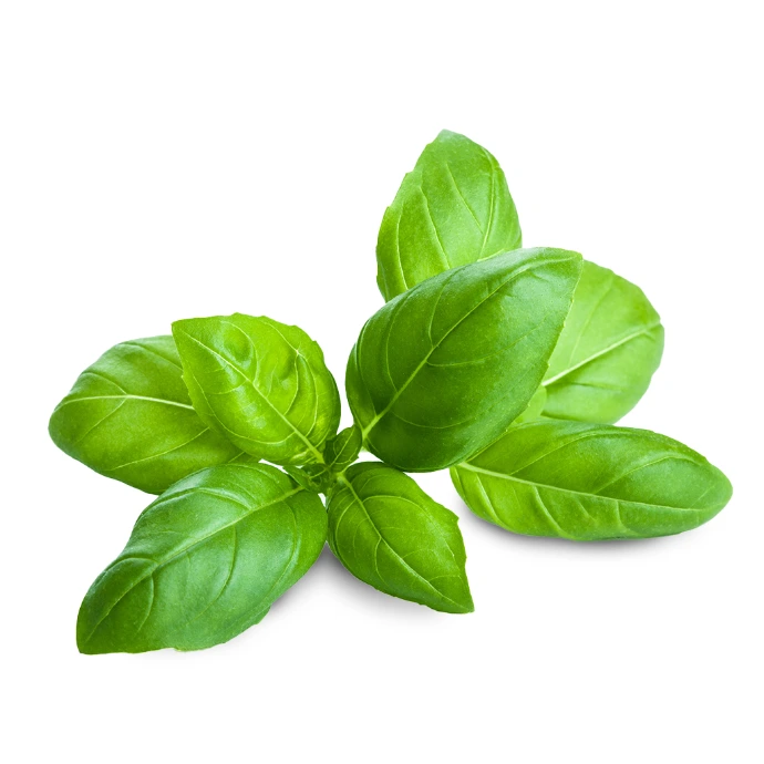 [97] Basil Leaves