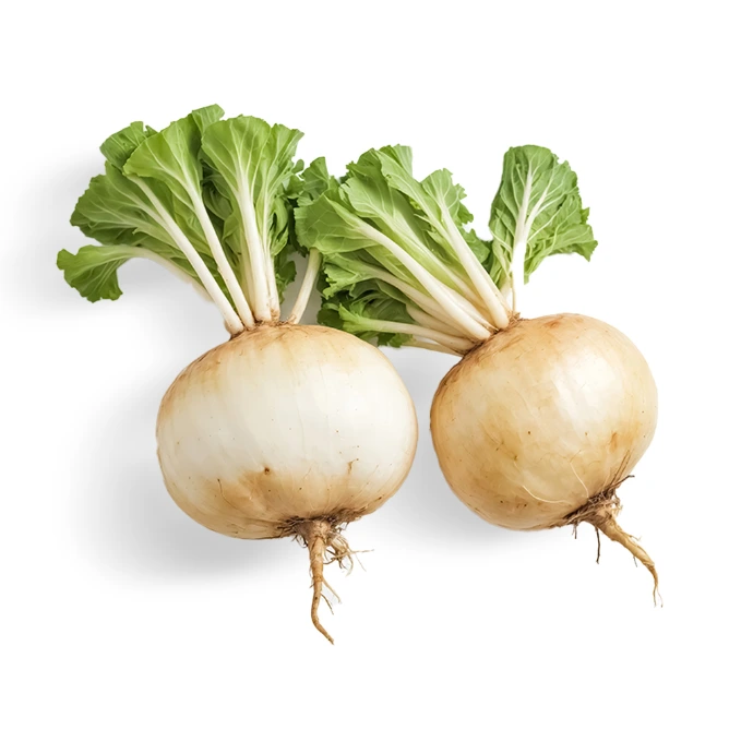 [333] Turnip - Gonglo