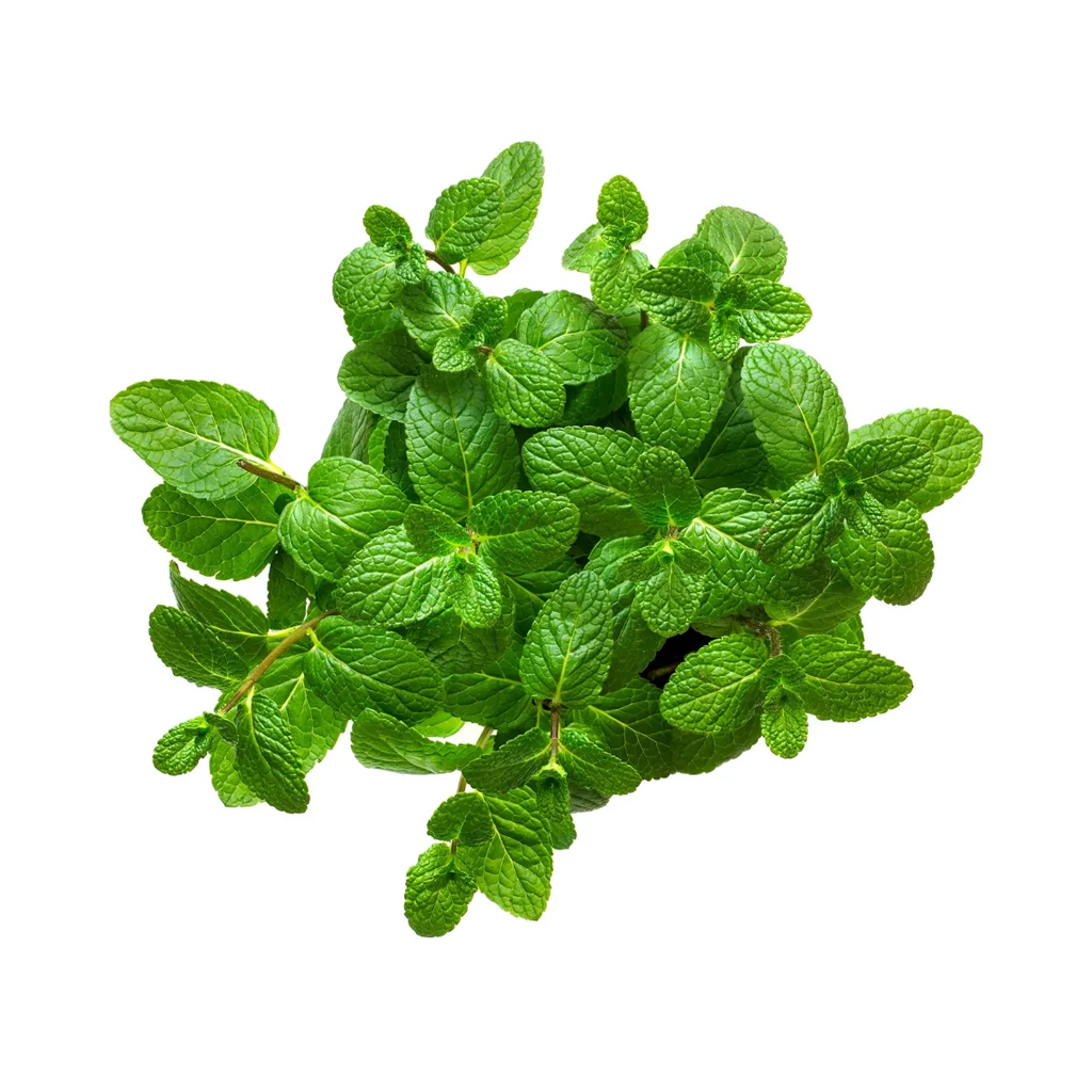 Mint Leaves