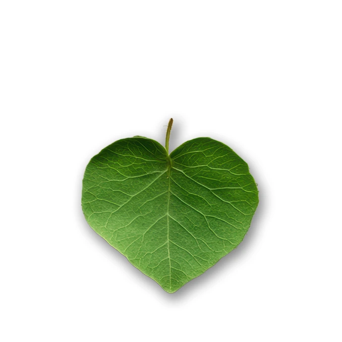 Heart Leaves